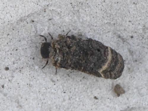 Réf. 218 463 : Cryptocephalinae inconnu